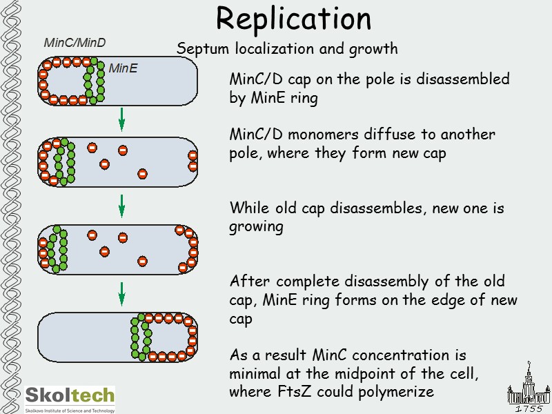 Replication Septum localization and growth MinC/D cap on the pole is disassembled by MinE